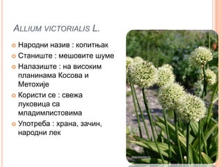 ALLIUM VICTORIALIS L.
 Народни назив : копитњак
 Станиште : мешовите шуме

 Налазиште : на високим
  планинама Косова и
  Метохије
 Користи се : свежа
  луковица са
  младимлистовима
 Употреба : храна, зачин,
  народни лек
 