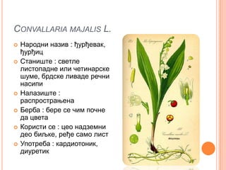 CONVALLARIA MAJALIS L.
   Народни назив : ђурђевак,
    ђурђиц
   Станиште : светле
    листопадне или четинарске
    шуме, брдске ливаде речни
    насипи
   Налазиште :
    распрострањена
   Берба : бере се чим почне
    да цвета
   Користи се : цео надземни
    део биљке, ређе само лист
   Употреба : кардиотоник,
    диуретик
 