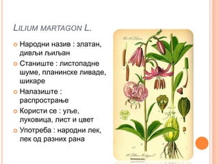LILIUM MARTAGON L.
 Народни назив : златан,
  дивљи љиљан
 Станиште : листопадне
  шуме, планинске ливаде,
  шикаре
 Налазиште :
  распрострање
 Користи се : уље,
  луковица, лист и цвет
 Употреба : народни лек,
  лек од разних рана
 