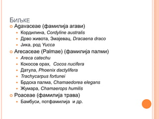 БИЉКЕ
   Аgavaceae (фамилија агави)
     Кордилина, Cordyline australis
     Дрво живота, Змајевац, Dracaena draco
     Јика, род Yucca
   Arecaceae (Palmae) (фамилија палми)
       Areca catechu
       Кокосов орах, Cocos nucifera
       Датула, Phoenix dactylifera
       Trachycarpus fortunei
       Брдска палма, Chamaedorea elegans
       Жумара, Chamaerops humilis
   Poaceae (фамилија трава)
       Бамбуси, потфамилија и др.
 