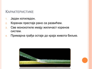 КАРАКТЕРИСТИКЕ
1.   Један котиледон.
2.   Коренак престаје рано са развићем.
3.   Све монокотиле имају жиличаст коренов
     систем.
4.   Примарна грађа остаје до краја живота биљке.
 