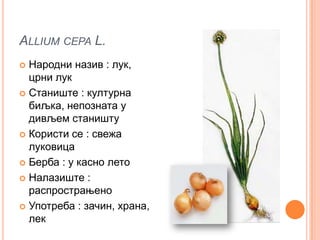 ALLIUM CEPA L.
 Народни назив : лук,
  црни лук
 Станиште : културна
  биљка, непозната у
  дивљем станишту
 Користи се : свежа
  луковица
 Берба : у касно лето

 Налазиште :
  распрострањено
 Употреба : зачин, храна,
  лек
 