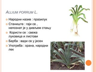 ALLIUM PORRUM L.
 Народни назив : празилук
 Станиште : гаји се ,
  непознат је у дивљем стању
 Користи се : свежа
  луковица и листови
 Берба : вади се у јесен

 Употреба : храна, народни
  лек
 
