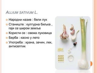 ALLIUM SATIVUM L.
 Народни назив : бели лук
 Станиште : културна биљка ,
  гаји се широм земље
 Користи се : свежа луковица

 Берба : касно у лето

 Употреба : храна, зачин, лек,
  антисептик
 