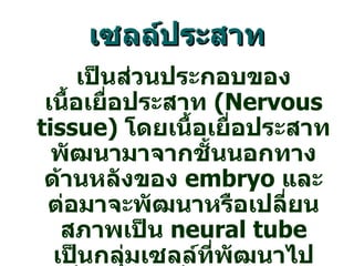 เซลล์ประสาท
     เป็นส่วนประกอบของ
 เนื้อเยื่อประสาท (Nervous
tissue) โดยเนื้อเยื่อประสาท
  พัฒนามาจากชั้นนอกทาง
 ด้านหลังของ embryo และ
 ต่อมาจะพัฒนาหรือเปลียน ่
   สภาพเป็น neural tube
  เป็นกลุ่มเซลล์ที่พฒนาไป
                    ั
 