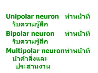 Unipolar neuron ทำาหน้าที่
  รับความรู้สกึ
Bipolar neuron    ทำาหน้าที่
  รับความรู้สก  ึ
Multipolar neuronทำาหน้าที่
  นำาคำาสั่งและ
   ประสานงาน
 