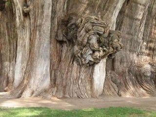 Десять удивительных созданий растительного мира