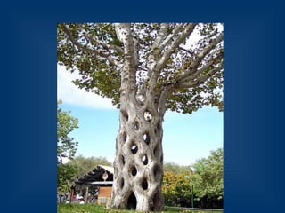 Десять удивительных созданий растительного мира