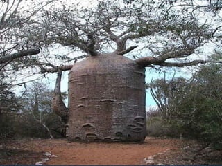 Десять удивительных созданий растительного мира