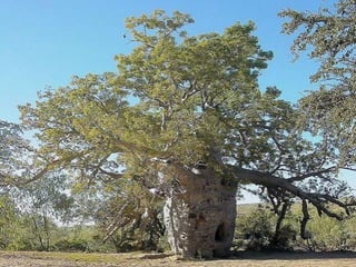 Десять удивительных созданий растительного мира