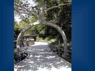 Десять удивительных созданий растительного мира