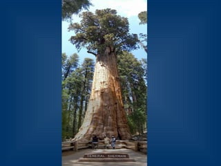 Десять удивительных созданий растительного мира