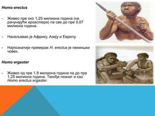 Homo erectus

-   Живео пре око 1,25 милиона година (не
    рачунајући ергастера) па све до пре 0,07
    милиона година.

-   Насељавао је Африку, Азију и Европу.

-   Најпознатији примерак H. erectus је пекиншки
    човек.

Homo ergaster

-   Живео од пре 1,8 милиона година па до пре
    1,25 милиона година. Такође познат и као
    Homo erectus ergaster.
 