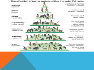 еволуција човека
