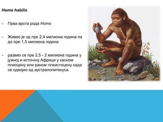 Homo habilis


-   Прва врста рода Homo


-   Живео је од пре 2,4 милиона година па
    до пре 1,5 милиона година


-   развио се пре 2,5 - 2 милиона година у
    јужној и источној Африци у касном
    плиоцену или раном плеистоцену када
    се одвојио од аустралопитекуса.
 