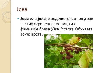Јова
   Јова или јоха је род листопадних дрве
    настих скривеносеменица из
    фамилије бреза (Betulaceae). Обухвата
    20-30 врста.
 