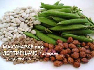 МАХУНАРКЕ или
ЛЕПТИРЊАЧЕ (Fabaceae
или   Leguminose)
 
