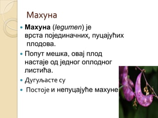 Махуна
 Махуна (legumen) је
  врста појединачних, пуцајућих
   плодова.
 Попут мешка, овај плод
  настаје од једног оплодног
  листића.
 Дугуљасте су
 Постоје и непуцајуће махуне
 