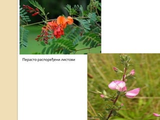 Перасто распоређени листови
 