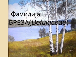 Фамилија
БРЕЗА(Betulaceae)
 
