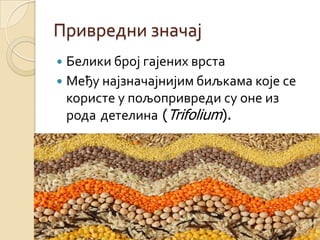 Привредни значај
 Белики број гајених врста
 Међу најзначајнијим биљкама које се
  користе у пољопривреди су оне из
  рода детелина (Trifolium).
 