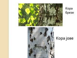 Кора
    брезе




Кора јове
 