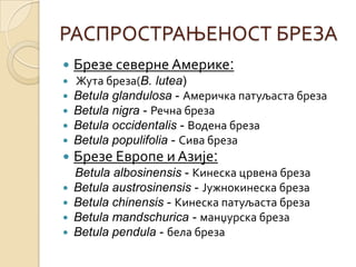РАСПРОСТРАЊЕНОСТ БРЕЗА
   Брезе северне Америке:
   Жута бреза(B. lutea)
   Betula glandulosa - Америчка патуљаста бреза
   Betula nigra - Речна бреза
   Betula occidentalis - Водена бреза
   Betula populifolia - Сива бреза
   Брезе Европе и Азије:
    Betula albosinensis - Кинеска црвена бреза
   Betula austrosinensis - Јужнокинеска бреза
   Betula chinensis - Кинеска патуљаста бреза
   Betula mandschurica - манџурска бреза
   Betula pendula - бела бреза
 