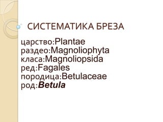 СИСТЕМАТИКА БРЕЗА
царство:Plantae
раздео:Magnoliophyta
класа:Magnoliopsida
ред:Fagales
породица:Betulaceae
род:Betula
 