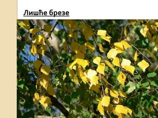 Лишће брезе
 