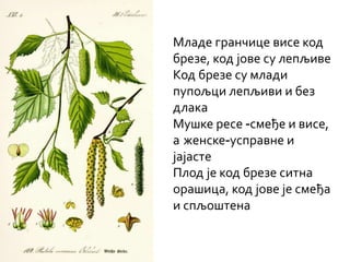 Младе гранчице висе код
брезе, код јове су лепљиве
Код брезе су млади
пупољци лепљиви и без
длака
Мушке ресе -смеђе и висе,
а женске-усправне и
јајасте
Плод је код брезе ситна
орашица, код јове је смеђа
и спљоштена
 