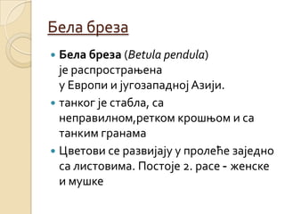 Бела бреза
 Бела бреза (Betula pendula)
  је распрострањена
  у Европи и југозападној Азији.
 танког је стабла, са
  неправилном,ретком крошњом и са
  танким гранама
 Цветови се развијају у пролеће заједно
  са листовима. Постоје 2. расе - женске
  и мушке
 
