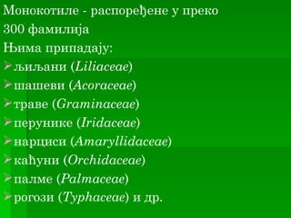 Монокотиле - распоређене у преко
300 фамилија
Њима припадају:
 љиљани (Liliaceae)
 шашеви (Acoraceae)
 траве (Graminaceae)
 перунике (Iridaceae)
 нарциси (Amaryllidaceae)
 каћуни (Orchidaceae)
 палме (Palmaceae)
 рогози (Typhaceae) и др.
 