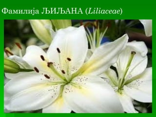 Фамилија ЉИЉАНА (Liliaceae)
 