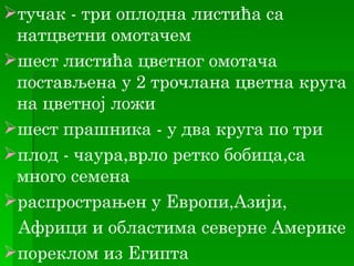 тучак - три оплодна листића са
 натцветни омотачем
шест листића цветног омотача
 постављена у 2 трочлана цветна круга
 на цветној ложи
шест прашника - у два круга по три
плод - чаура,врло ретко бобица,са
 много семена
распрострањен у Европи,Азији,
 Африци и областима северне Америке
пореклом из Египта
 