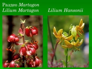 Раздео Martagon
Lilium Martagon   Lilium Hansonii
 