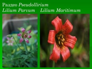 Раздео Pseudollirium
Lilium Parvum Lilium Maritimum
 