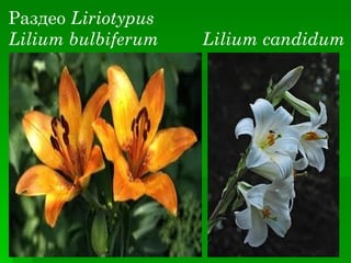 Раздео Liriotypus
Lilium bulbiferum   Lilium candidum
 