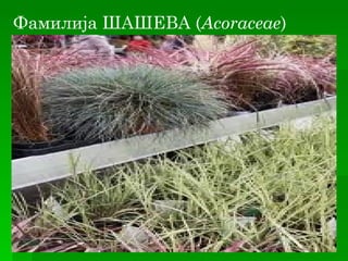 Фамилија ШАШЕВА (Acoraceae)
 