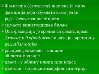  Фамилија (Acoraceae) шашева је мала
  фамилија која обухвата само један
  род - Acorus са шест врста
 зељасте вишегодишње биљке
 Ова фамилија је сродна са фамилијама
  Araceae и Tofieldiaceae и зато је сврстана у
  ред Alismatales
 распрострањеност - влажне
  области,мочваре
 цваст - у облику клипа или класа
 цветови - ситни,зигоморфна симетрија
 