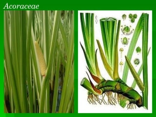 Acoraceae
 