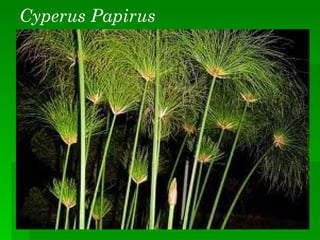 Cyperus Papirus
 
