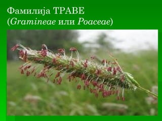Фамилија ТРАВЕ
(Gramineae или Poaceae)
 