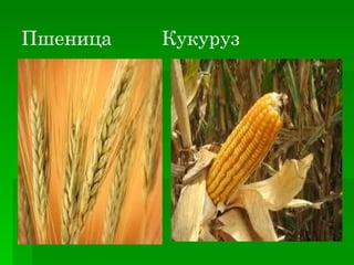 Пшеница   Кукуруз
 