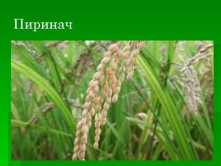 Пиринач
 
