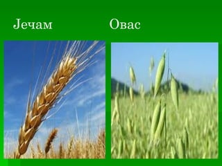Јечам   Овас
 