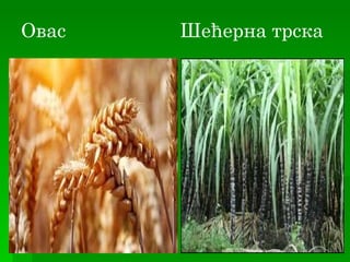 Овас   Шећерна трска
 