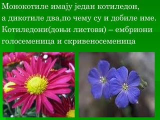 Монокотиле имају један котиледон,
а дикотиле два,по чему су и добиле име.
Котиледони(доњи листови) – ембриони
голосеменица и скривеносеменица
 