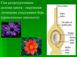 Сви репродуктивни
делови цвета - окружени
латицама упадљивих бојa
(привлачење инсеката)
 