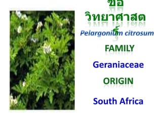 Geraniaceae
South Africa