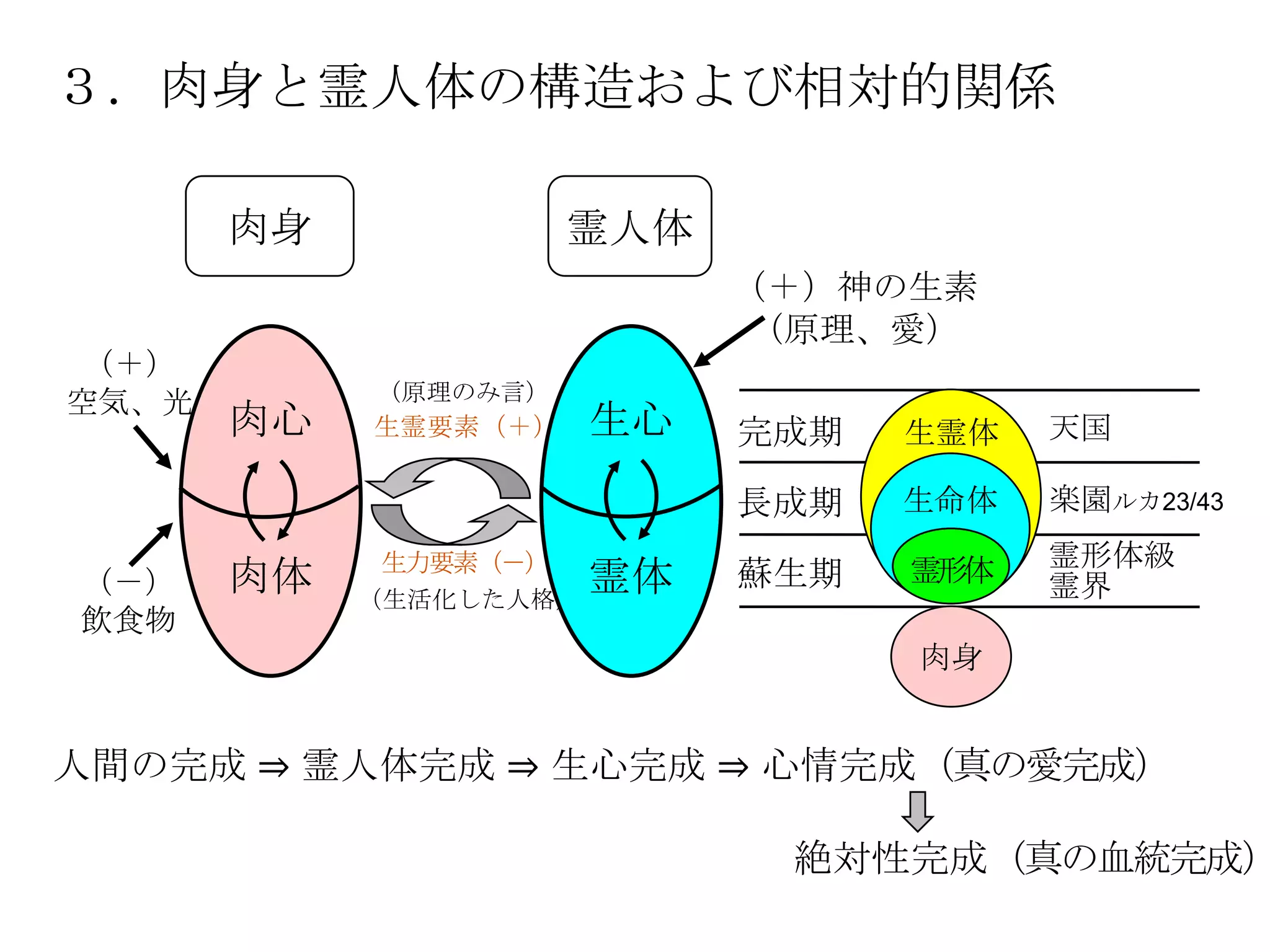 ３．肉身と霊人体の構造および相対的関係

       肉身             霊人体
                            （＋）神の生素
                            （原理、愛）
（＋）
空気、光        （原理のみ言）
       肉心   生霊要素（＋）   生心    完成期   生霊体   天国

                            長成期   生命体   楽園ルカ23/43
            生力要素（－）               霊形体   霊形体級
（－）    肉体   （生活化した人格）
                      霊体    蘇生期         霊界
飲食物
                                  肉身


人間の完成 ⇒ 霊人体完成 ⇒ 生心完成 ⇒ 心情完成（真の愛完成）

                             絶対性完成（真の血統完成）
 